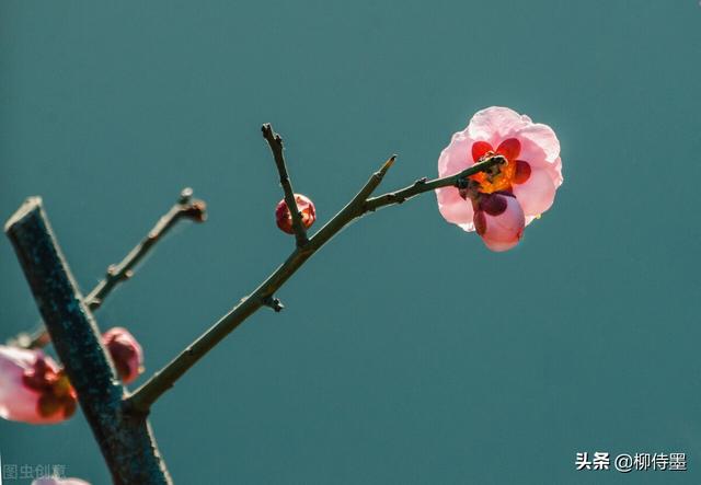 春季繁花似锦，照相新脚进修3个拍照本领，沉紧提拔照片量量-12.jpg