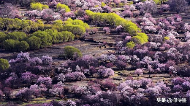 春季繁花似锦，照相新脚进修3个拍照本领，沉紧提拔照片量量-13.jpg