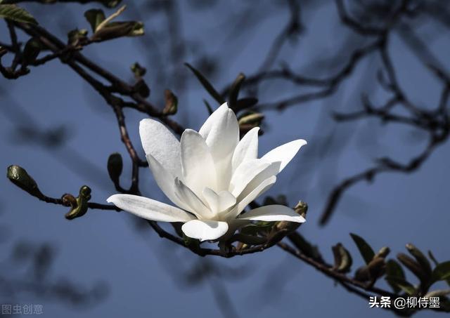 春季繁花似锦，照相新脚进修3个拍照本领，沉紧提拔照片量量-7.jpg