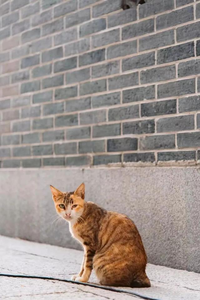 深圳闹市中躲了三年夜古墟，个个汗青上百年-40.jpg