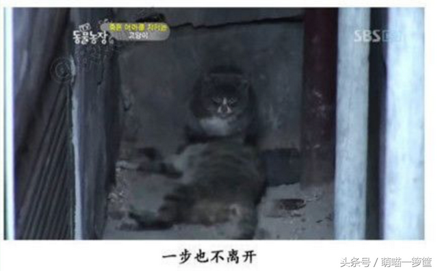 猫会有吃失落仆人的企图吗？-7.jpg