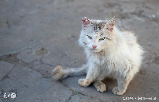 漂泊猫糊口幸运的能够性有多下？看完那篇文章您会给出谜底-4.jpg