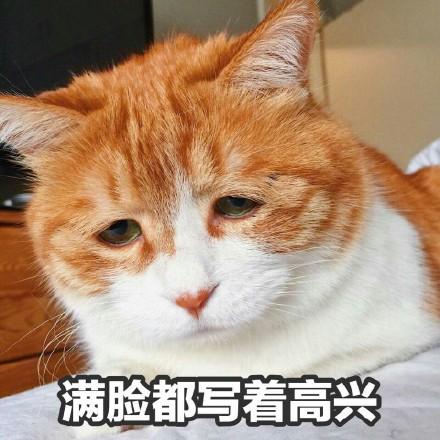 为何愈来愈多的人开端养猫？-7.jpg