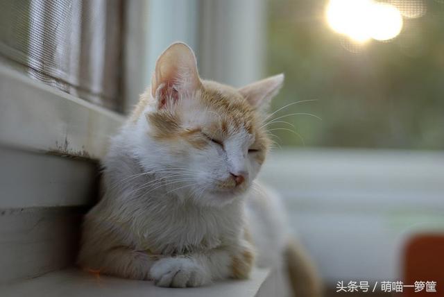 猫的影象力近超越您的设想-4.jpg