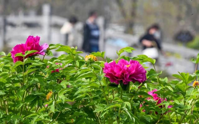 洛阳牡丹花开了！请收好这篇超全的赏花指南-18.jpg