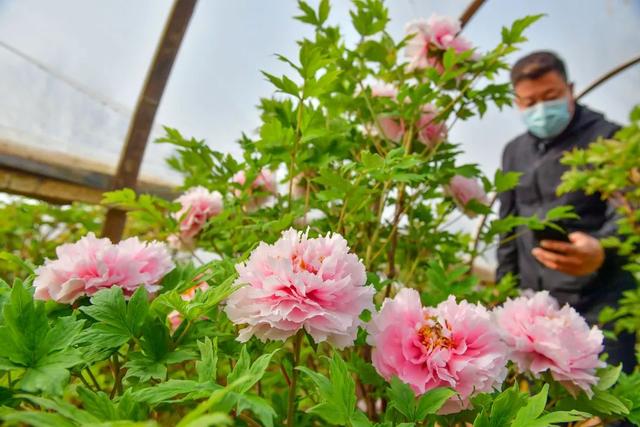 洛阳牡丹花开了！请收好这篇超全的赏花指南-30.jpg