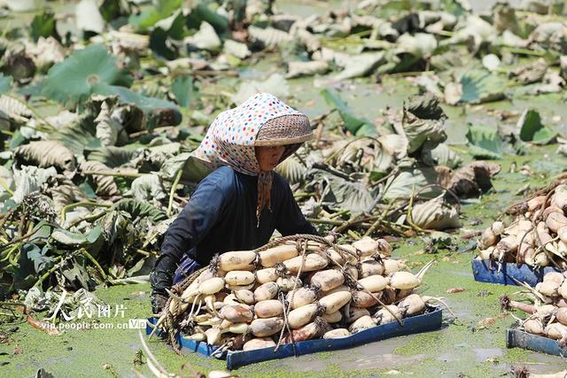 广东台山：莲藕歉收季 藕农闲采戴-3.jpg