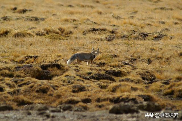 西躲最奥秘圣山冈仁波齐东北，印度河源探察记-33.jpg