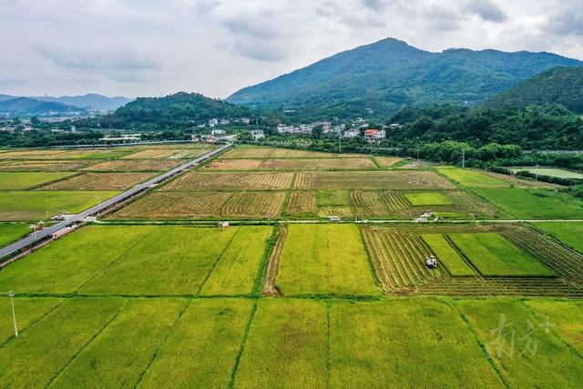 走远沐日里的广东村落经济：留住城忧，致富没有忧-10.jpg