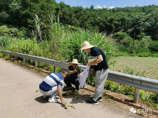 广东：普查发明陆死中去进侵物种98种，干天进侵物种24种-4.jpg