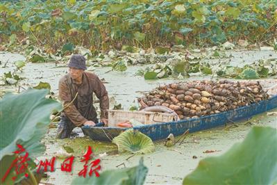 广东到处好“歉”景，千余种名劣农产物表态广州-4.jpg