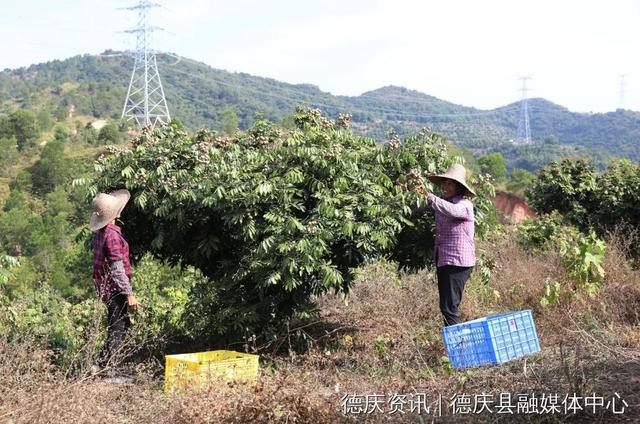 肇庆郊野间水果飘喷鼻！走！戴起去~-4.jpg