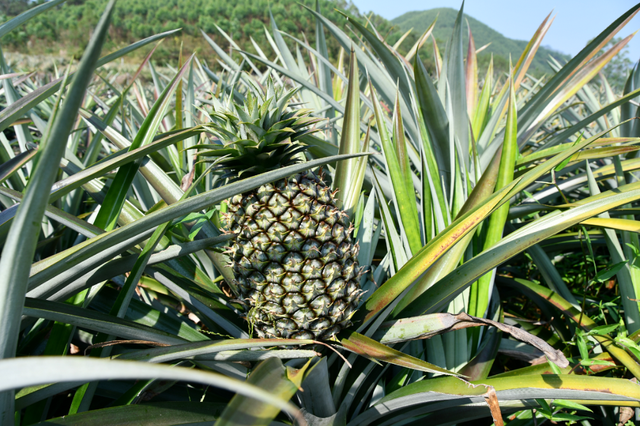 肇庆郊野间水果飘喷鼻！走！戴起去~-8.jpg