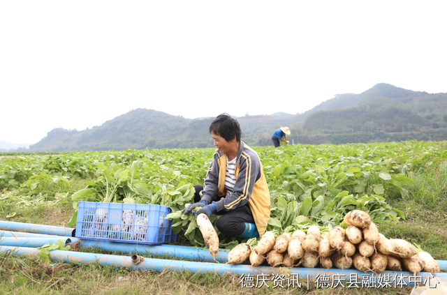 肇庆郊野间水果飘喷鼻！走！戴起去~-10.jpg