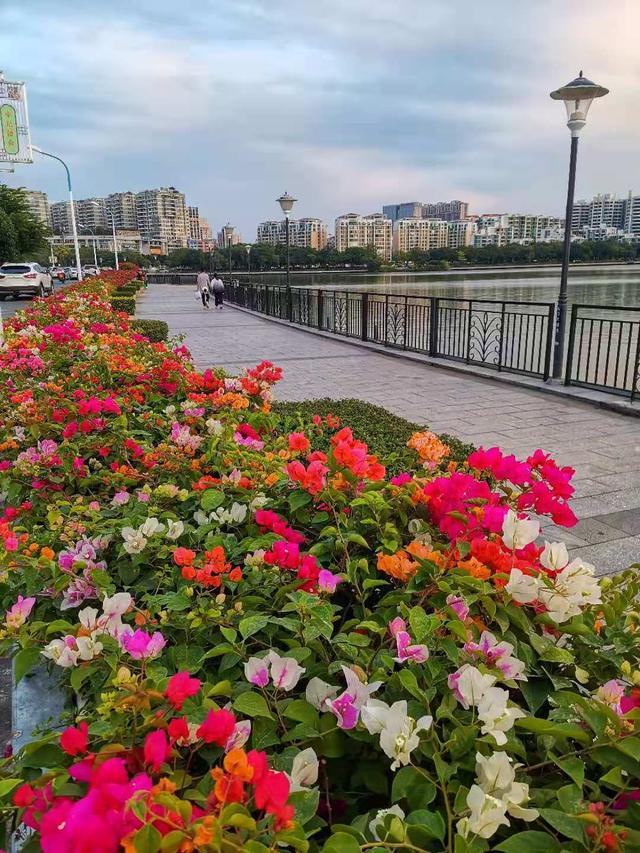 花期可控，整年有花！肇庆挨制“花路”有法门-7.jpg