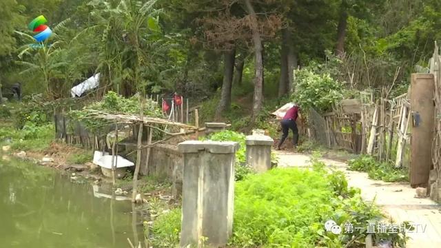 煞光景！惠州那个处所的湖边被开拓出“私人菜园”-3.jpg