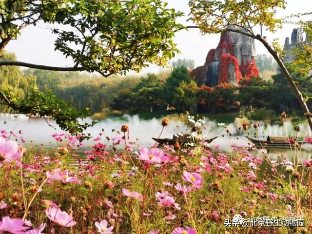 别找了！看植物赏春景，去那里-20.jpg