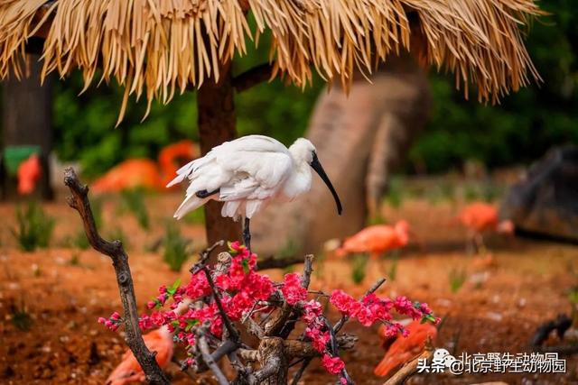 别找了！看植物赏春景，去那里-24.jpg