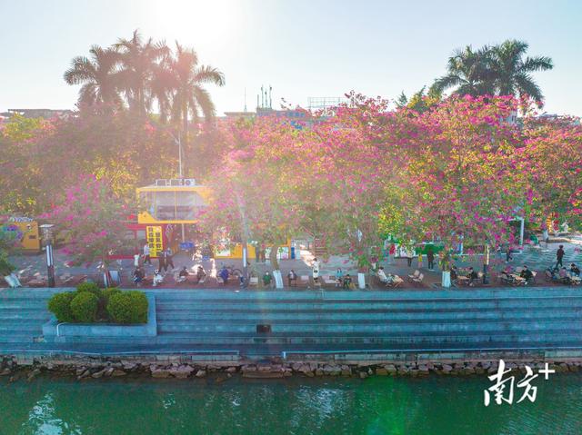 图散｜夏历新年将至，肇庆年味渐浓-5.jpg