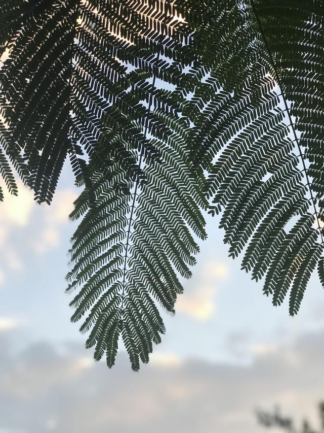 东北人自驾游客居糊口正在珠海，明天终究偶然间来逛郊区了，好-2.jpg