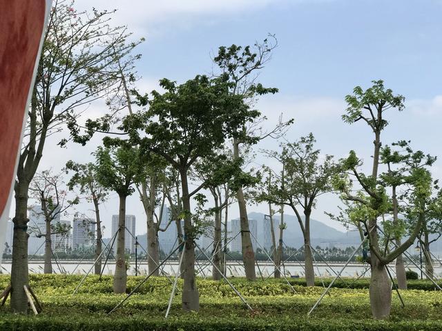 东北人自驾游客居糊口正在珠海，明天终究偶然间来逛郊区了，好-21.jpg