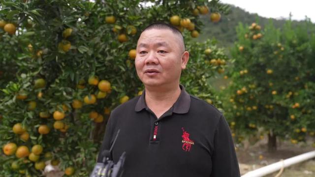 村落复兴丨少泰：柑喷鼻蝶自去 食正在登歉时-15.jpg