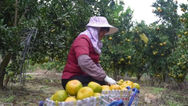 村落复兴丨少泰：柑喷鼻蝶自去 食正在登歉时-17.jpg