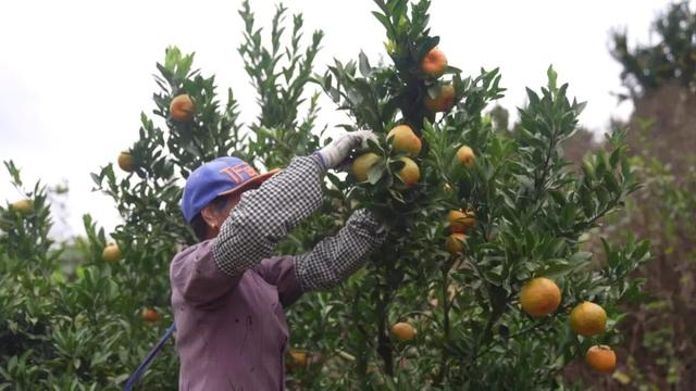 村落复兴丨少泰：柑喷鼻蝶自去 食正在登歉时-18.jpg