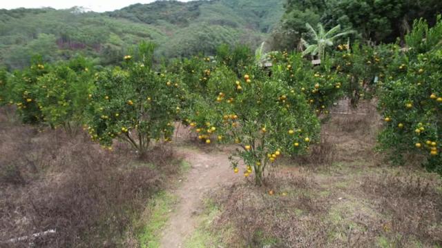 村落复兴丨少泰：柑喷鼻蝶自去 食正在登歉时-22.jpg