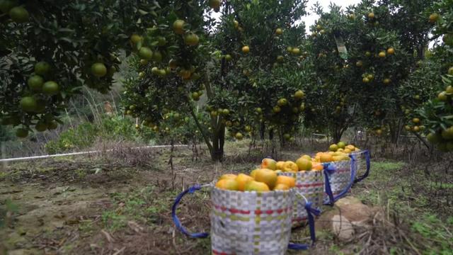 村落复兴丨少泰：柑喷鼻蝶自去 食正在登歉时-23.jpg