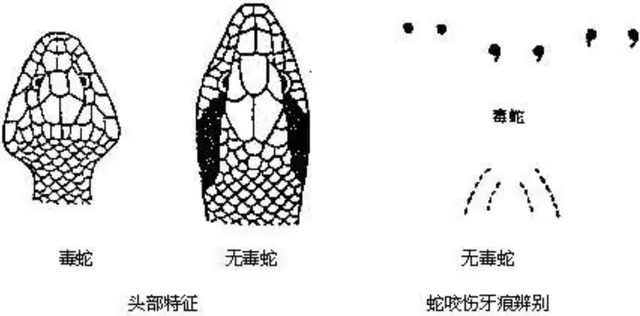 为何有的植物不克不及当辱物，乌猩猩吃人变乱，特推维斯变乱-1.jpg