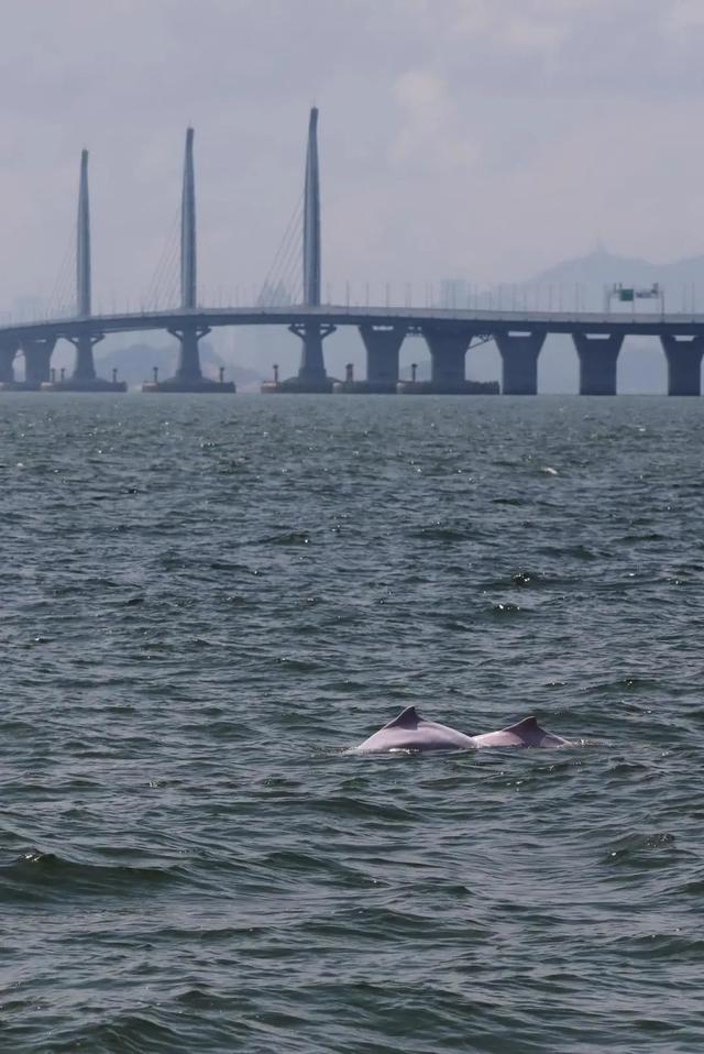 稀有！成群利剑海豚正在“唱歌”！珠海网友拍下现场视频-5.jpg