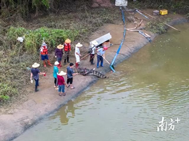 广东出遁鳄鱼已抓回58条！抓捕现场绘里暴光：嘴被绑得逝世逝世的-2.jpg