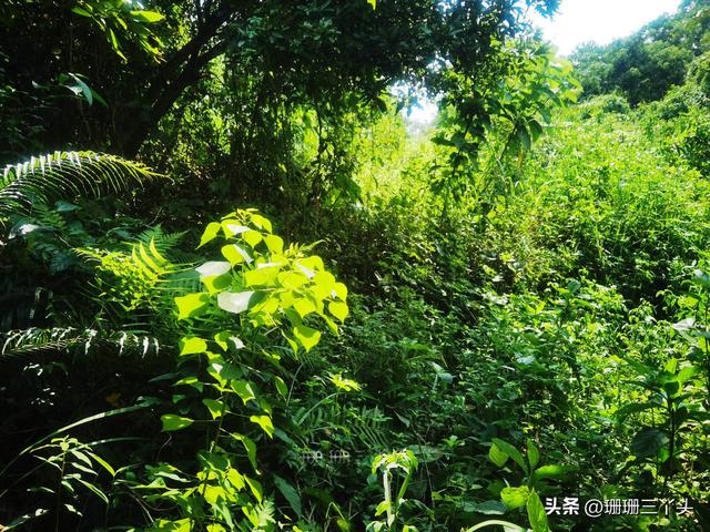 台山以“坟”定名古村，葬北宋平易近族豪杰，古纯草丛死，旅客感心伤-17.jpg