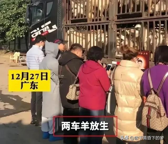 广东肇庆100多万放死羊后绝：知恋人曝更多黑幕，工作公然没有简朴-2.jpg