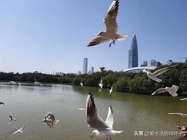 深圳最值得来的五个景面取好食保举：-4.jpg