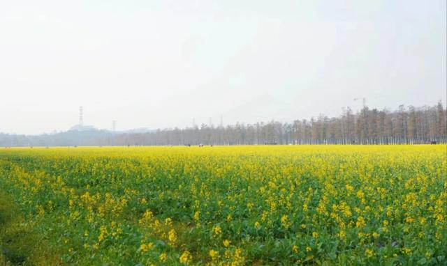 广州动身-珠海1天游，斗门新村油菜花海开了+挨卡珠海情侣路-3.jpg