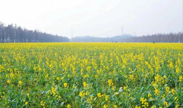 广州动身-珠海1天游，斗门新村油菜花海开了+挨卡珠海情侣路-2.jpg