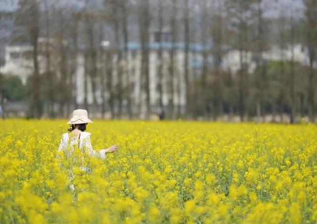 广州动身-珠海1天游，斗门新村油菜花海开了+挨卡珠海情侣路-10.jpg