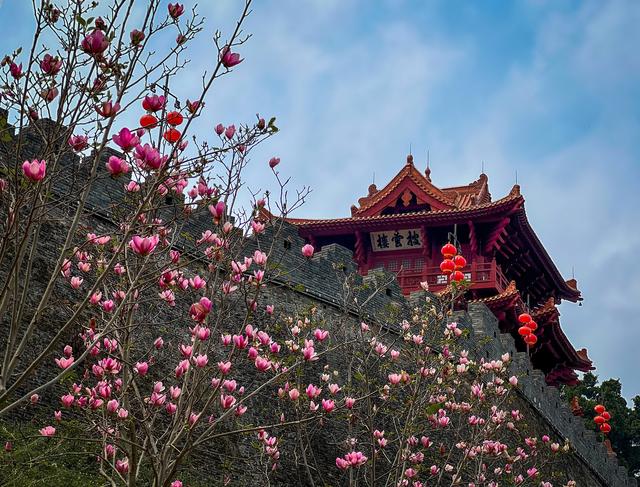 肇庆3月繁花上线，那些“宝躲赏花天”没有容错过-9.jpg