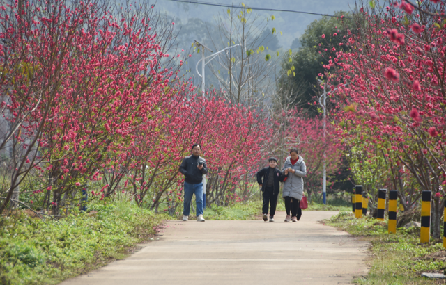 肇庆3月繁花上线，那些“宝躲赏花天”没有容错过-8.jpg