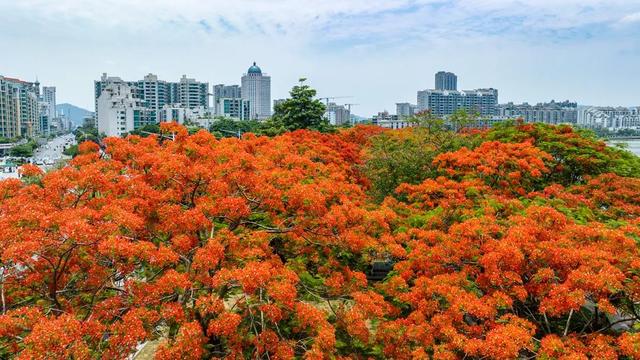 一场凤凰花雨，好翻了全部肇庆……-16.jpg