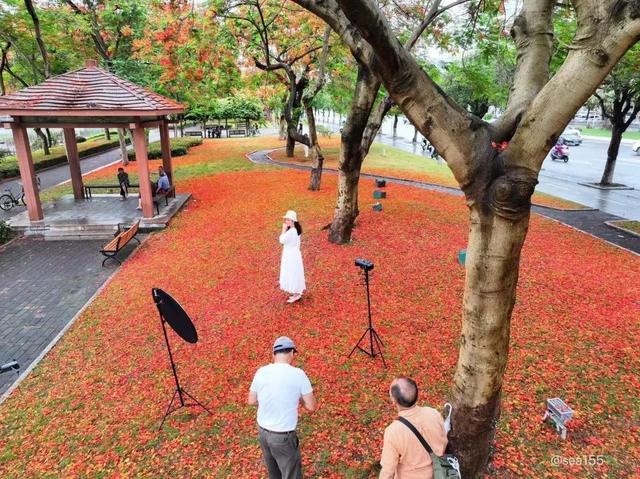 一场凤凰花雨，好翻了全部肇庆……-14.jpg