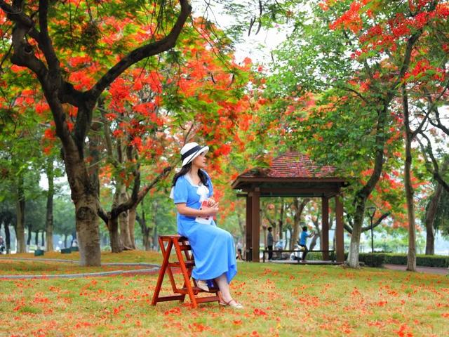 一场凤凰花雨，好翻了全部肇庆……-20.jpg