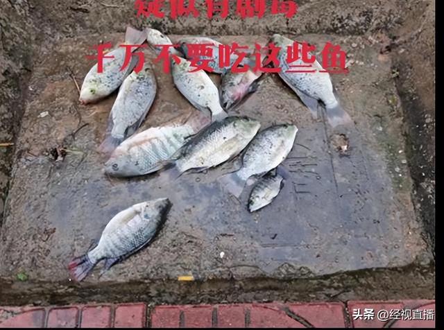 广东惠州一河道河火变白 本地回应：疑似有人偷排污火 正正在溯源-2.jpg