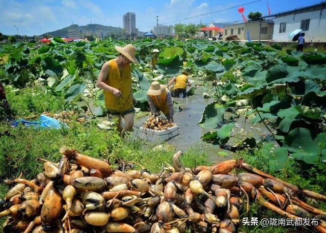 我国那里衰产莲藕？中国10个莲藕次要产天，您以为那里最好吃？-9.jpg