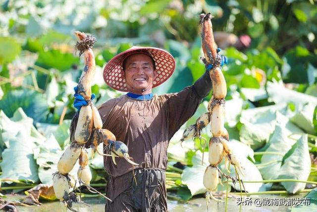 我国那里衰产莲藕？中国10个莲藕次要产天，您以为那里最好吃？-8.jpg